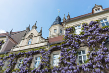 Wisteria In Flower Against Old Stone Building With Windows