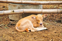 Small Cute Calf Is Sleeping In The Farm, Newborn Baby Cow.