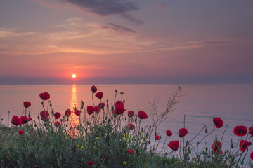 Beautiful field of red poppies in the sunrise near the sea, Vama Veche, Black Sea, Romania