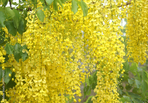 Fotografía flower, yellow, nature, spring, field, plant, green, flowers, summer, blossom, b