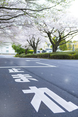 Wall Mural - Full bloom of Cherry blossom background in Japan.