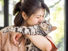 Portrait Of A Beautiful Young Chinese Girl Hold A Bengal Cat In Arms, Kissing Cat's Neck, Focus On Cat's Eyes, Full Of Love, Pet Lover Concept.