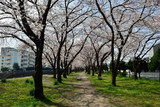 Fototapeta Natura - 平和市民公園の桜