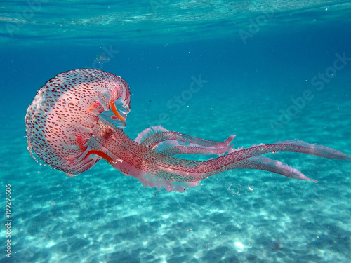 Jellyfish (Pelagia Noctiluca) in the beautiful sea of Elba Island (tuscany/Ita Tableau sur Toile