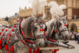Fototapeta  - Piękne konie w centrum Krakowa