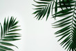 Leinwandbild Motiv Green flat lay tropical palm leaf branches on white background. Room for text, copy, lettering.
