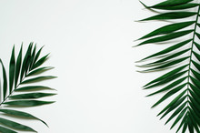 Green Flat Lay Tropical Palm Leaf Branches On White Background. Room For Text, Copy, Lettering.