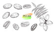Hand drawn pecan nut set isolated on white background.