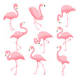 Pink flamingo vector cartoon illustration