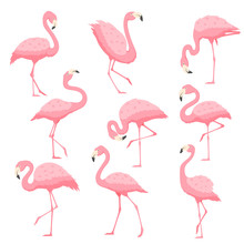 Flamingo Illustration Clipart Free Stock Photo - Public Domain Pictures