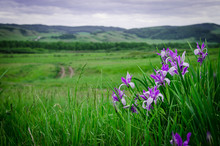 Irises, Bright Purple Flowers In The Steppe