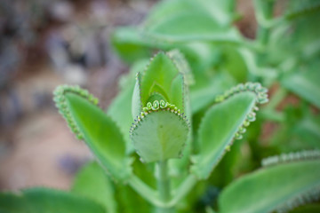 Cactus leaf plant green nature 