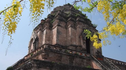 Wall Mural - Wat Jedi Luang temple with Golden Shower tree yellow flowers on summer season in Chiang Mai, Thailand.