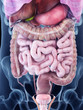 3d rendered medically accurate illustration of the human abdominal anatomy
