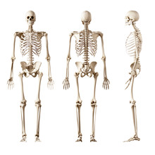 3d Rendered Medically Accurate Illustration Of The Human Skeleton