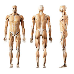 3d rendered medically accurate illustration of the human muscles