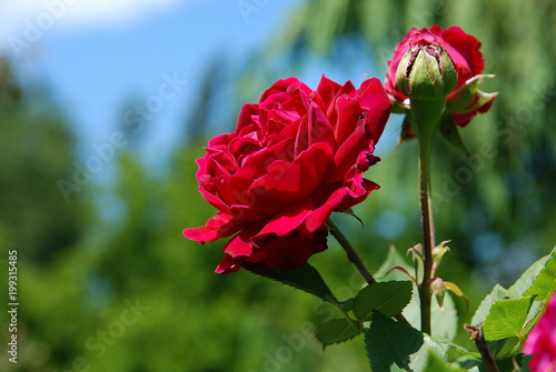 Zdjęcie XXL Rewolucjonistki róża przed niebieskim niebem