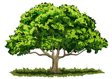 Drzewo Liściaste