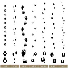 Traces Of Forest Animals, Animal Track, Vector Illustration
