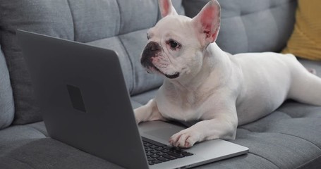 cute french bulldog use reading on a laptop lying on sofa at home dog computer website house interne