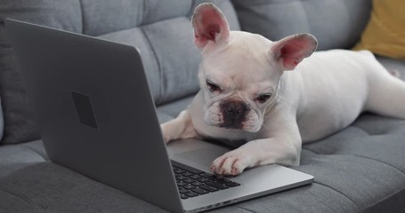 Charming french bulldog use reading on a laptop lying on sofa at home dog computer website house internet technology animal canine pc pretty business puppy pure portrait close up slow motion cute
