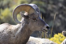 Male Bighorn Sheep