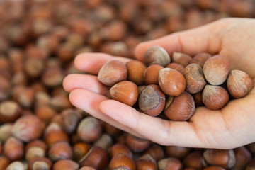 Wall Mural - hazelnut concept. hazelnut in the hand.