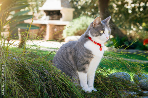 Photo Domestic Cat with red collar in the garden