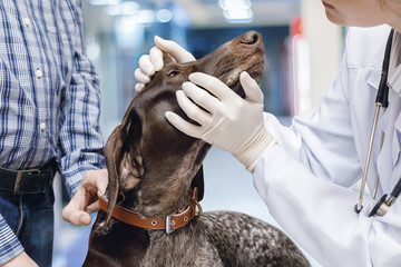 Wall Mural - Veterinarian looks at the dog's eyes .