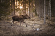 Moose walking in forest