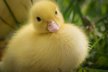 Portrait Of Cute Little Yellow Baby Fluffy Muscovy Duckling Looking At Camera In Green Grass