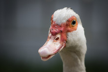 Close Up Portrait Animal Head Of White Muscovy Female Duck
