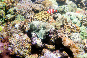 Wall Mural - Photo of a tropical fish on a coral reef in aquarium