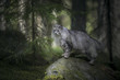 Norwegian forest cat