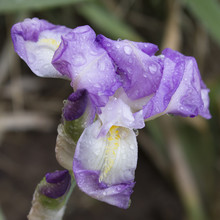 Purple And White Bearded Iris Wet From A Spring Rain