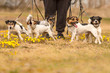 Besitzer geht mit vielen Hundengemeinsam spazieren mit vielen Hunden  im Frühling - ein Rudel Jack Russell Terrier umgeben von Blumen