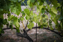 Grapes Growing On Plants In Vineyard