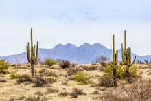 The Four Peaks And Saguaros - Central Arizona Desert