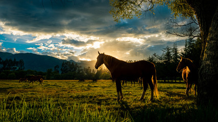 Fototapeta koń natura pejzaż pastwisko