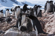 Penguins on rocks during winter