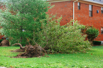 Wall Mural - Hurricane  flood and wind damage