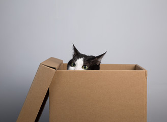 cardboard box with a cat