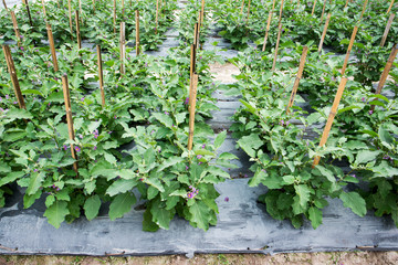 Wall Mural - Eggplant agriculture at farm.Eggplant cultivation background