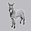 Donkey - black and white portrait in front view.
Cute farm animal in engraving style. Vector illustration together with a large raster image.