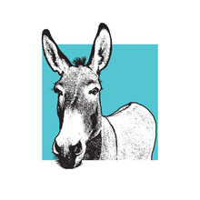 Donkey - Black And White Portrait. 
Closeup View Of Cute Farm Animal In Engraving Style. Vector Illustration Together With A Large Raster Image.