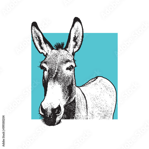 Cuadros en Lienzo Donkey - black and white portrait