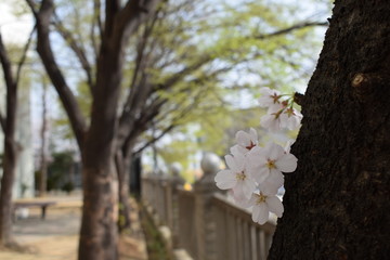 Few cherry blossoms with trees behind 2