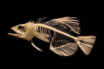 skeleton of fish on black background