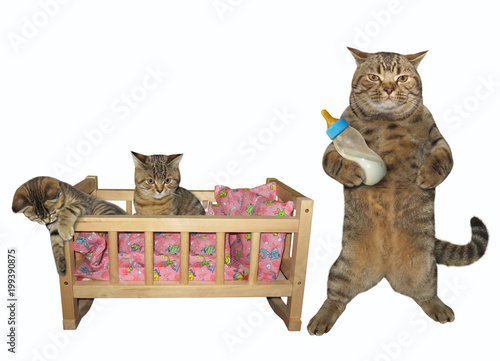 The Cat Holds A Bottle Of Milk His Kittens Is Next To Him In The