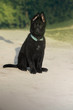 Czarny szczeniak owczarek niemiecki siedzący na piaszczystej drodze